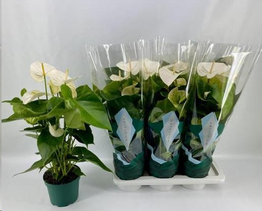 P. Anthurium An Samora 17/65cm x6  6-Flores -Amazoneplant-