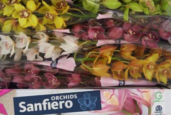 Cymbidium Mixta 80cm " Sanfiero  "