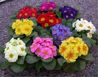 P. Primula Acualis Mix 10.5/15cm "CC10"