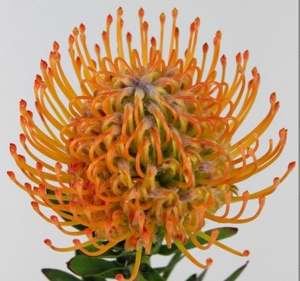 Protea Nutans Ayoba Sun 40cm