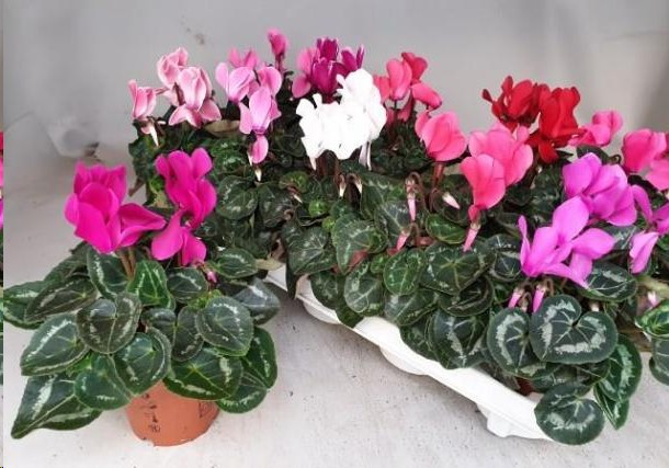 P. Cyclamen Md Super Allure Mixto 10.5/20cm "CC8"