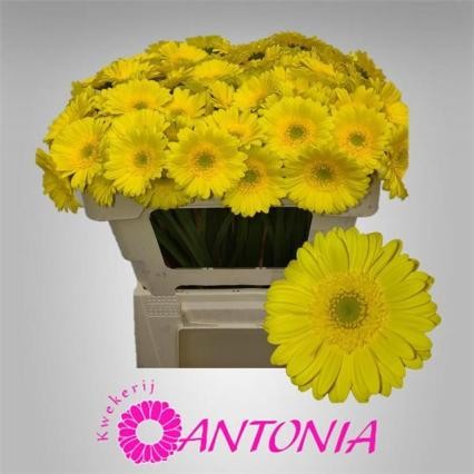 Gerbera Mini Hol. Moreno Am "T20"