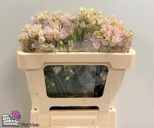 Delphinium En Morpho Sugar Pink 50cm "T10"