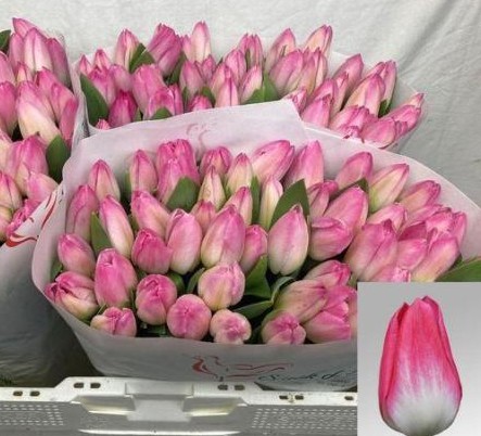 Tulipan Hol. Memphis 40cm  Rs