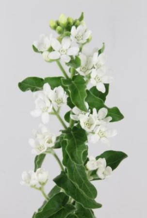 Oxypetalum Perfect White Harmony 60cm "T20"