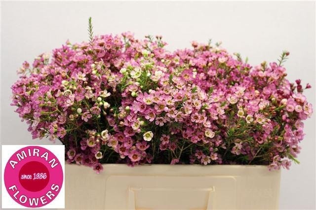 Flor Cera Hol. Adi 60cm 25gr Fuc. "T25"