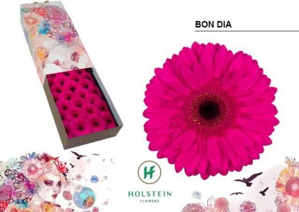 Gerbera Hol. Bon Dia Fu. "T25"