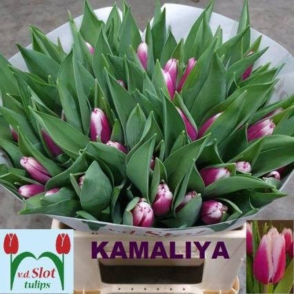 Tulipan Hol. En Kamaliya 40cm Bic.