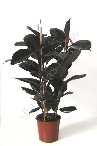 P. Ficus Nac. El Robusta Adbijan 22/120cm 3-Caas