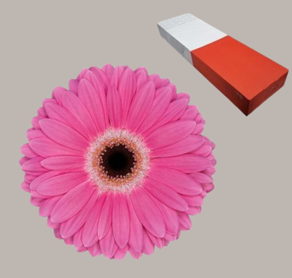 Gerbera Hol. Dreamer Fr.