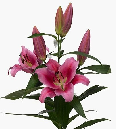 Oriental Hol. Rs. Dalian 85cm 2 fl.