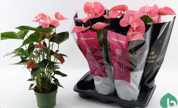 P. Anthurium An Maine 17/60cm x6  +5Flores