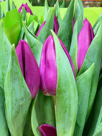 Tulipan Hol. Purple Raven 45cm Mor.