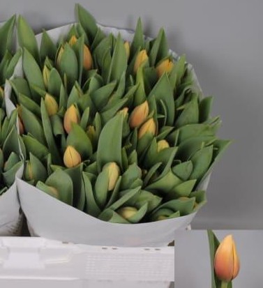 Tulipan Hol. Marit 40cm Sal.