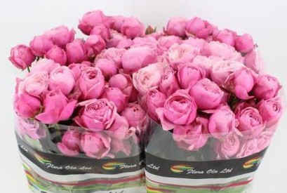 Ramificada Silvia Pink+ 60cm