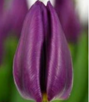 Tulipan Hol. Bullit 35cm Mrd.