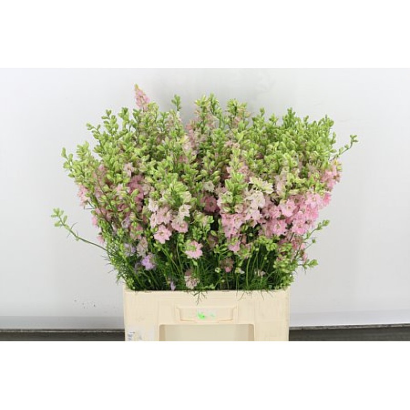 Delphinium Hol. Cons R Q Rose 60cm