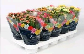 P. Kalanchoe B Ge Mixta 5KL 12/27cm "CC10"