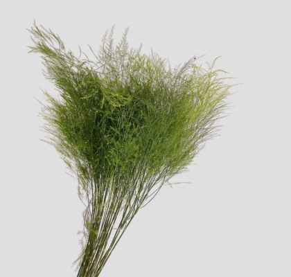 Treefern Nacional 70cm "Paquete"