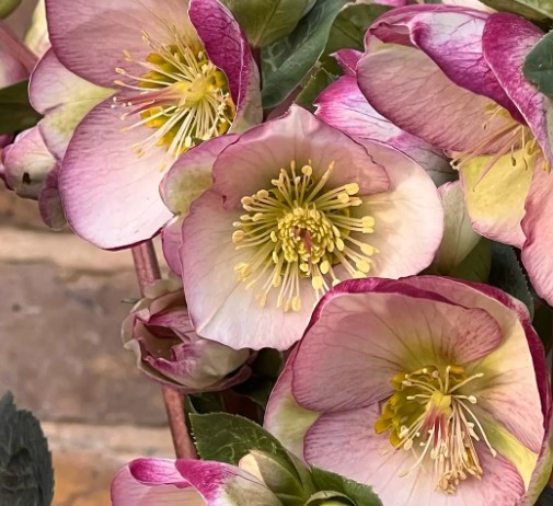 Helleborus Glenda Glos 40cm