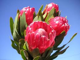 Protea Brenda - Sharon 40cm  x5 Tall.