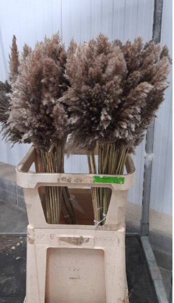 Cortaderia Hol. Fox Tail 100cm "T10"