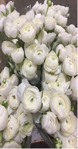 Ranunculos Hol. El White 45cm 35gr
