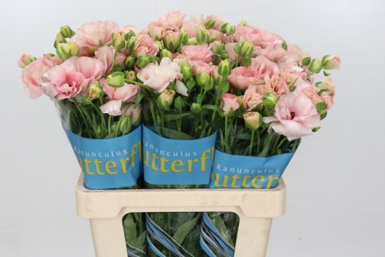 Ranunculos Hol. Butterfly Ariadne 60cm 50gr "T10"