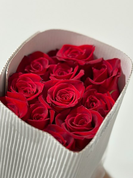 Rosa Ecu. Freedom 50cm "A2"