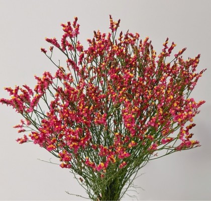 Limonium Nac. Hibrido Rojo 80cm "T25"