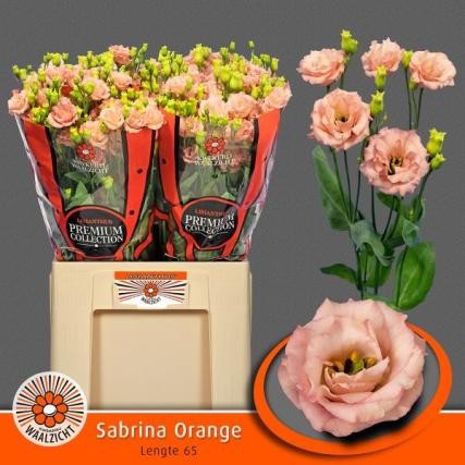 Lisiantus Hol. Sabrina Orange 65cm 55gr "T10"