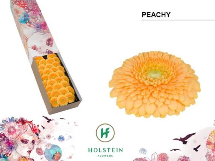 Gerbera Mini Hol.  Gerponi Peachy "CC30"