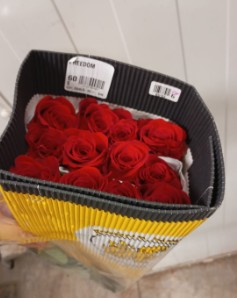 Rosa Col. Freedom 60cm "GHA"