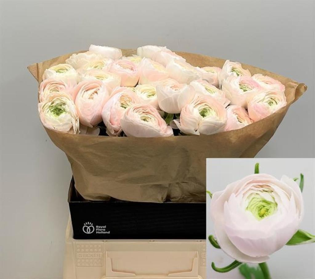 Ranunculos Hol. Su Hanoi 45cm 40gr