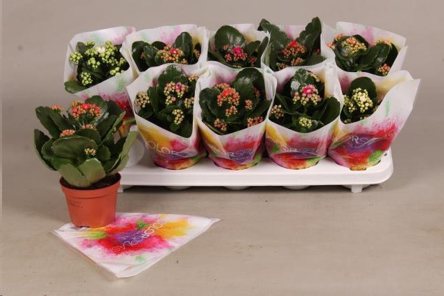 P. Kalanchoe B Ge Mixta 10'5/22cm 5 Kl "CC10"
