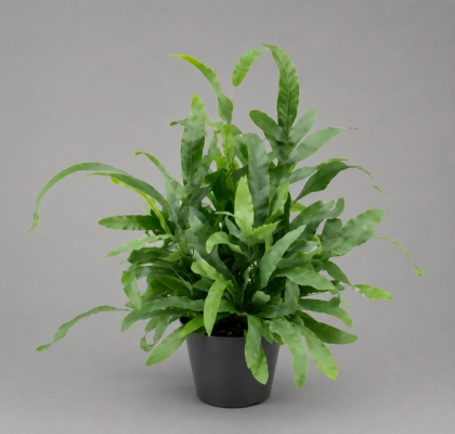 P. Phlebo A Blue Star 14/45cm x7
