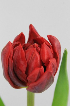 Tulipan Hol. Doble Red Princess 35cm