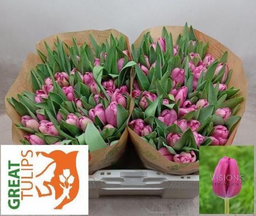 Tulipan Hol. Furand Purple 35cm Mo.