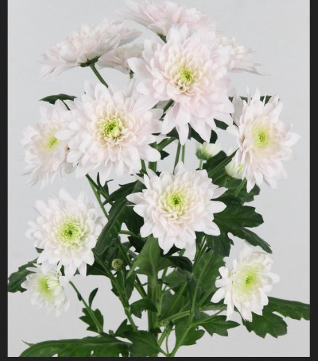 Margarita Hol. Pastela Rose 90gr