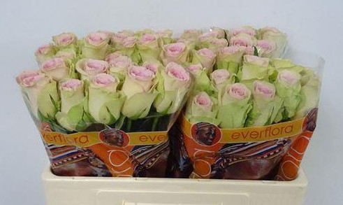 Rosa Hol. Trivia 50cm Rs.