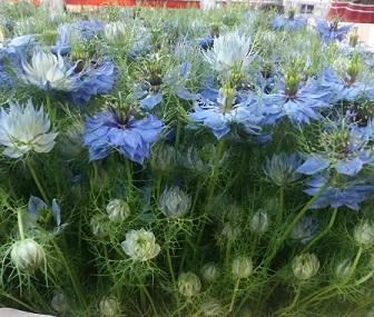 Nige D. Sky Blue 75cm