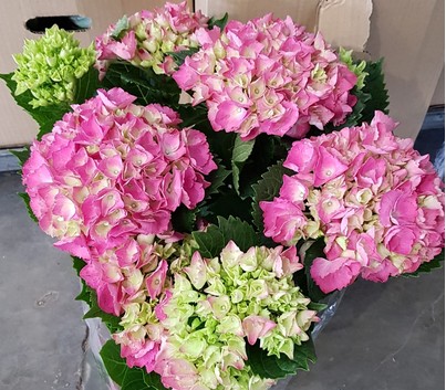 P. Hortensia Nac. Fresa 17/55cm x6