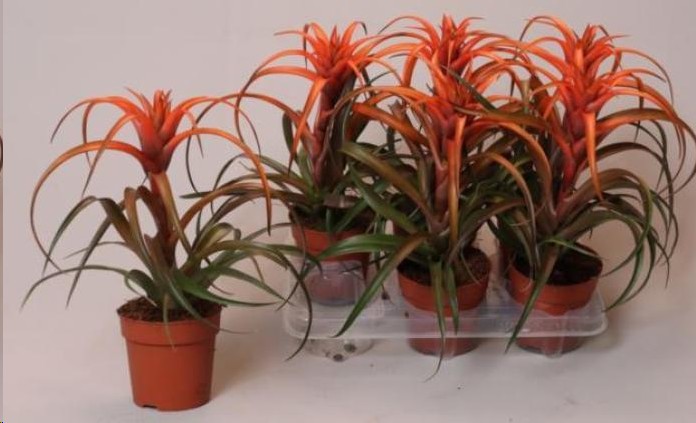 P. Tillandsia Ca Hermosa 12/30cm  x6