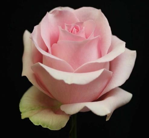 Rosa Ecu. Luciano 50cm Rs