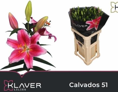 Oriental Hol. Rs. Calvados 85cm 5 flores