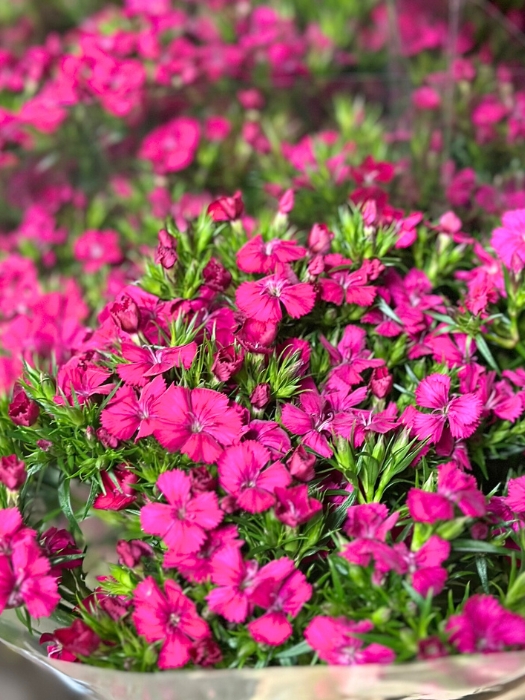 Dianthus Amazon Fucsia 80cm x10