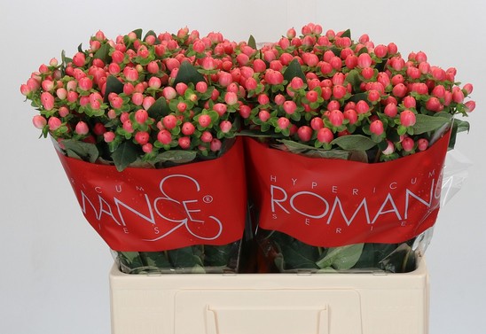 Hypericum Ecu. Sweet Romance 60cm "T25" Rs.
