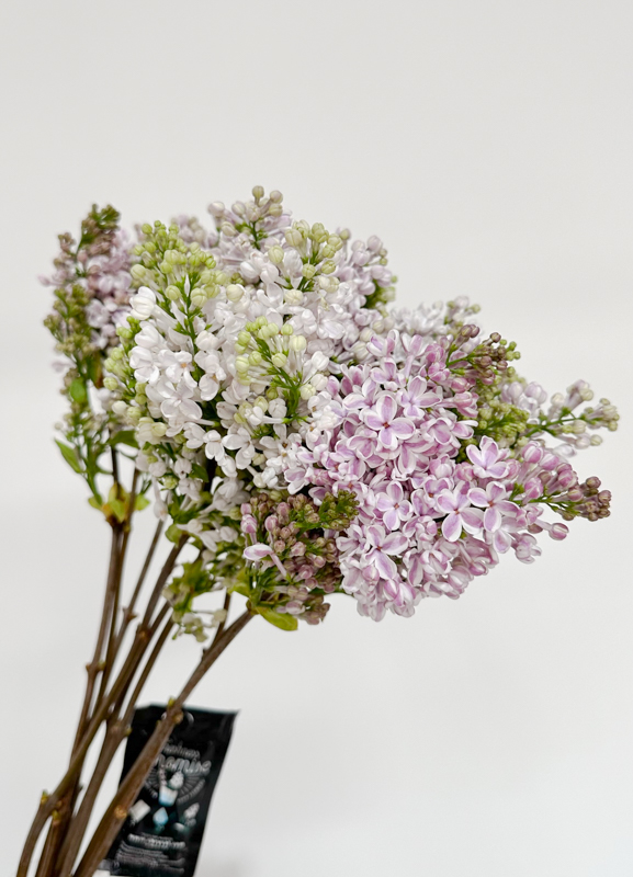 Lilas Lila Wonder Malva 50cm 4bl