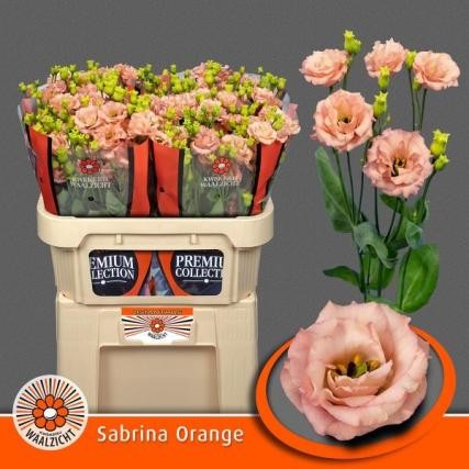 Lisiantus Hol. Sabrina Orange 70cm 55gr x10