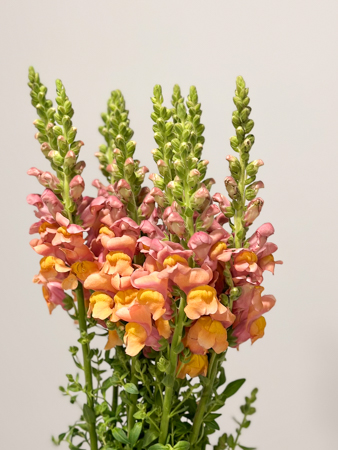 Antirrhinum Hol. Antibes Orange 75cm